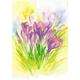 Postal Crocus
