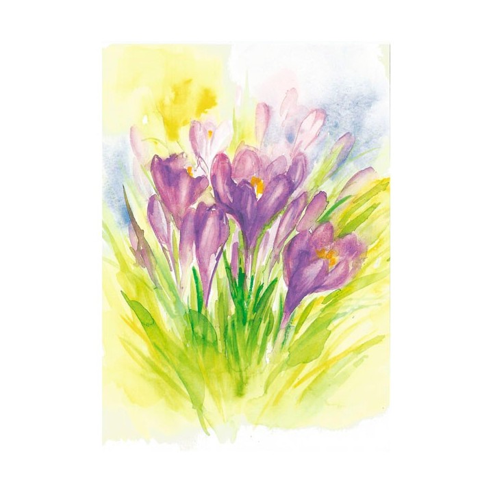 Postal Crocus