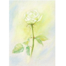 Postal Rosa Blanca