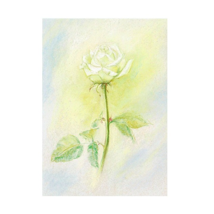 Postal Rosa Blanca