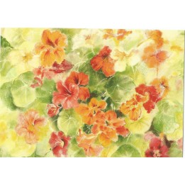 Postal -  La Capuchina Multicolor