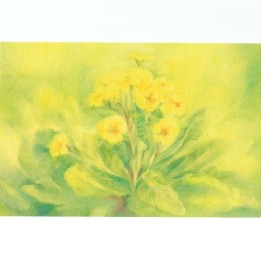 Postal - Las Primulas.