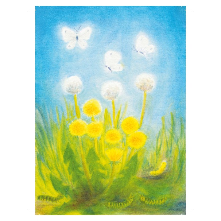 Postal - dientes de león y mariposas