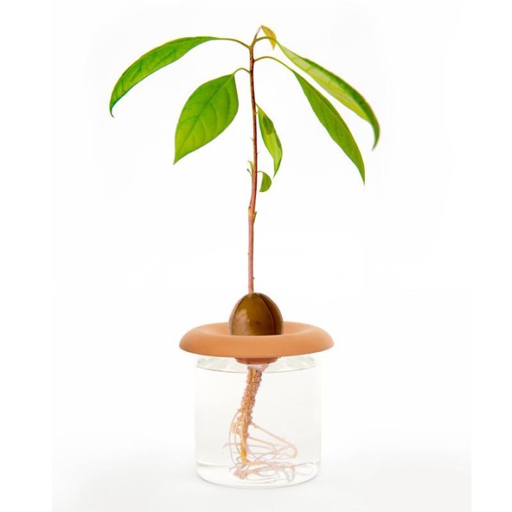 GERMINADORES DE TERRACOTA