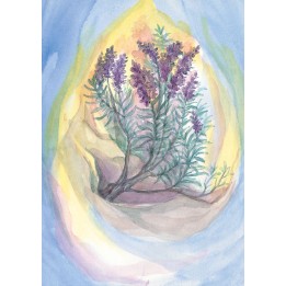 Postal - Lavanda