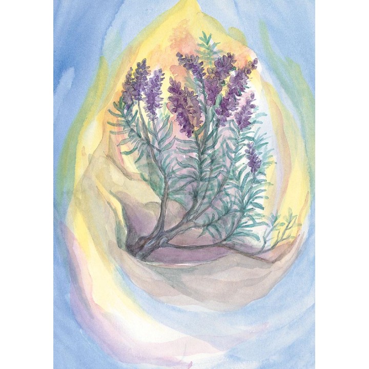 Postal - Lavanda