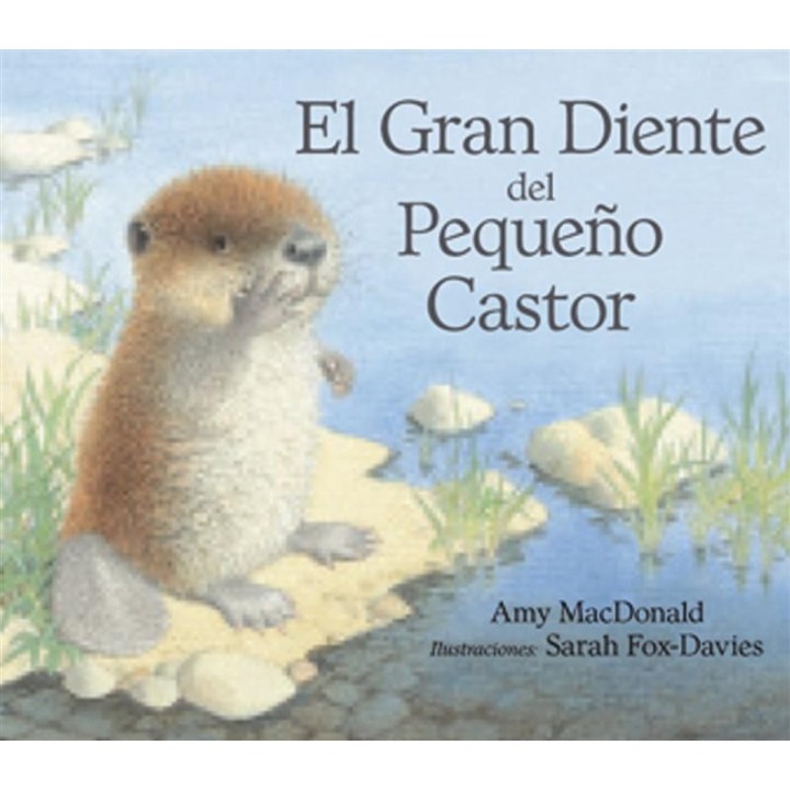 El gran diente del pequeño castor.