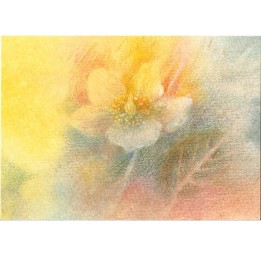 Postal - La Flor de Pascua.