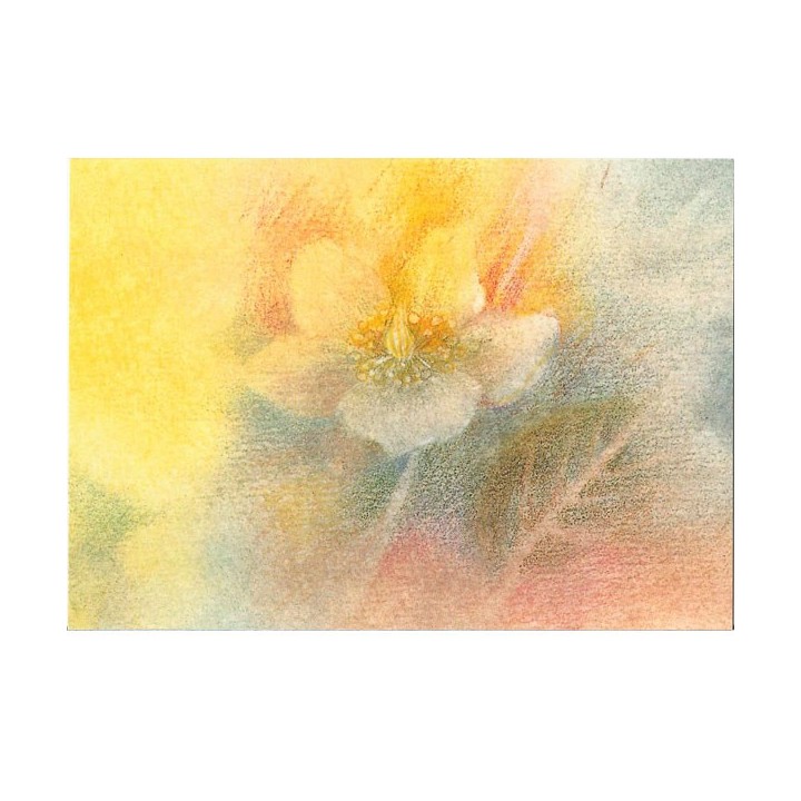 Postal - La Flor de Pascua.