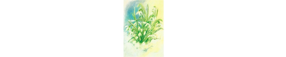 Las Flores y plantas